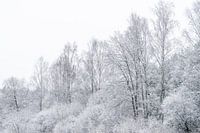 Whiter winter trees