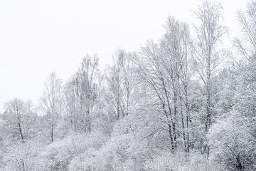 Witter winterse bomen van Axel Weidner