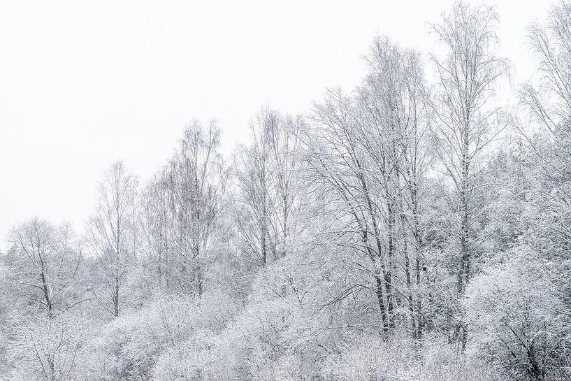 Des arbres plus blancs en hiver par Axel Weidner