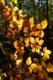 Goldbraune Buchenblätter im Herbstwald von Adriana Müller