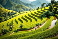 Boer navigeert over levendige groene rijstterrassen in Vietnam
