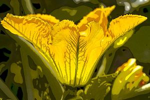 Blüte der Zucchini. Gelb.
