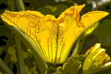 Flower of courgette. Yellow. by Alie Ekkelenkamp