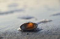 Shell by Corinna Vollertsen thumbnail