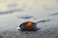 Shell