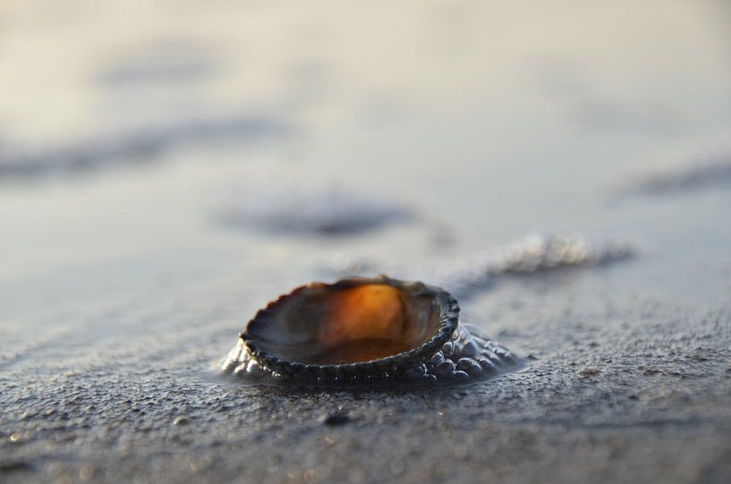 Shell by Corinna Vollertsen
