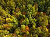 Herfstbos met kleurrijke bladeren van bovenaf gezien van Sjoerd van der Wal Fotografie thumbnail