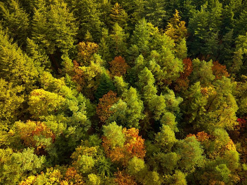 Herfstbos met kleurrijke bladeren van bovenaf gezien van Sjoerd van der Wal Fotografie