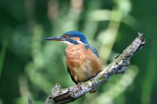 Ijsvogel