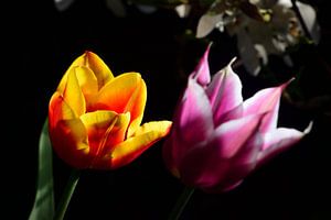 Deux tulipes à la lumière