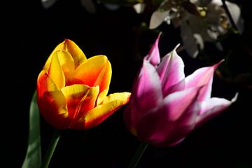 Twee Tulpen in het licht