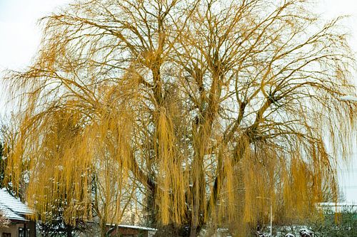 Willow 