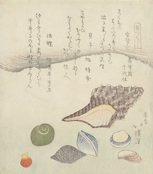 Reflectieschelp, ivoorschelp en tritonschelp, Totoya Hokkei, 1821 van Dina Dankers