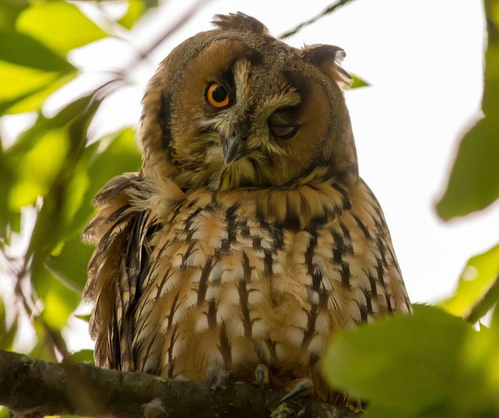 A wink from mama long-eared owl by Daniëlle Langelaar Photography