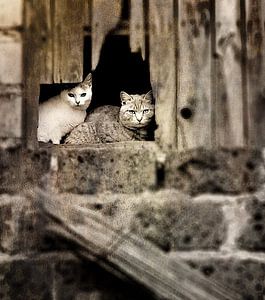 CATCHY ! Katten op hooizolder. van ASTR