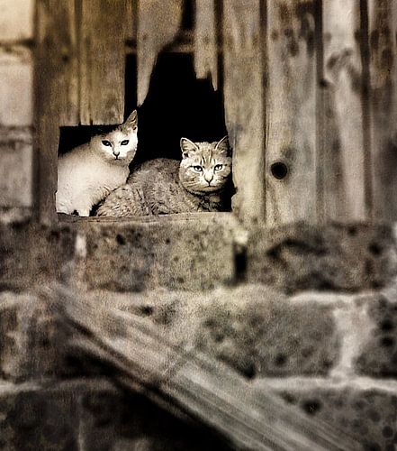 CATCHY ! Katten op hooizolder.