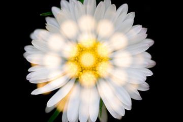 Fleur de marguerite avec des cercles de lumière jaunes sur Lisette Rijkers