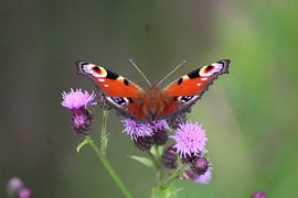 Peacock by Isabel Zuidema