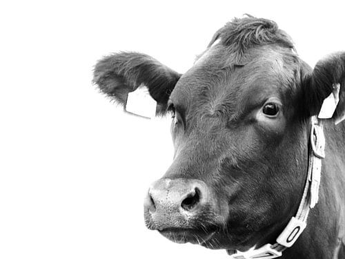 Koe portret