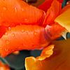 Oranje tulp van Marianna Pobedimova