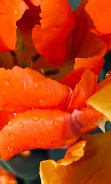 Oranje tulp van Marianna Pobedimova