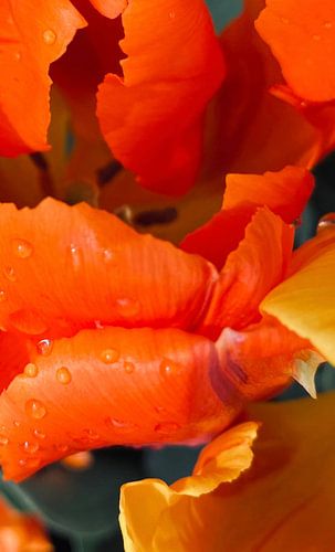 Tulipe orange