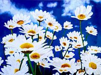 Marguerites