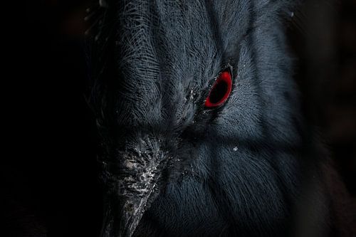 Kroonduif, bird in a cage