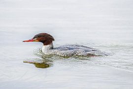 Goosander