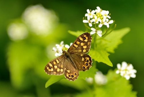 bont zandoogje op bloem