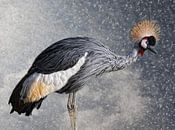 The crowned crane by Joachim G. Pinkawa thumbnail