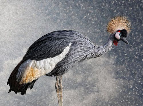 The crowned crane