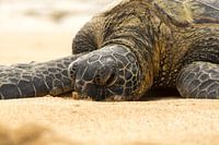 Hawaiiaanse groene zeeschildpad