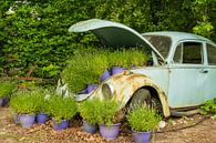 VW Kever en lavendel van Willem Laros | Reis- en landschapsfotografie thumbnail