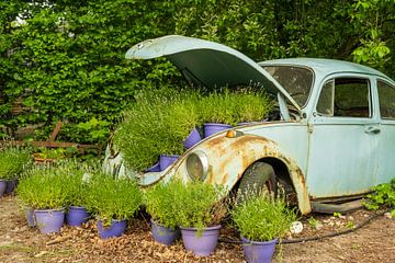 VW Kever en lavendel van Willem Laros | Reis- en landschapsfotografie