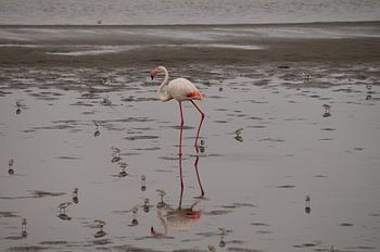 Lopende Flamingo