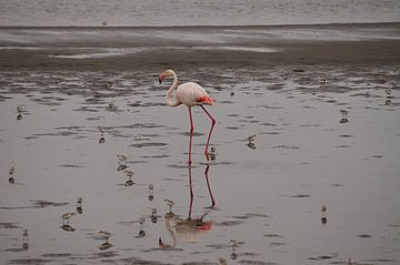 Lopende Flamingo van Erna Haarsma-Hoogterp