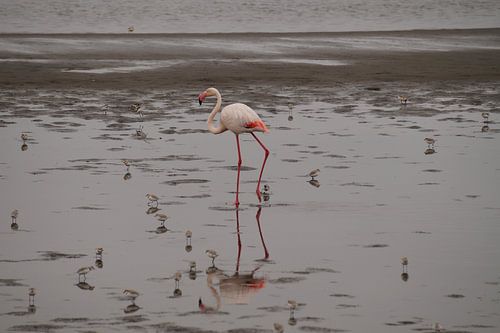 Lopende Flamingo