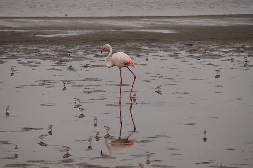 Lopende Flamingo by Erna Haarsma-Hoogterp