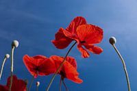 Poppy