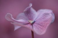 Hortensie