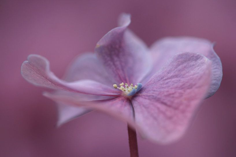 Hydrangea by Frank Smedts