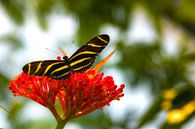 Vlinder op bloem van F Blouw thumbnail
