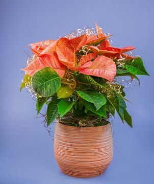 Fleur de poinsettia décorée sur ManfredFotos