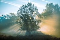 Arbre rougeoyant 2
