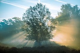 Glowing tree 2 by Jayzon Photo