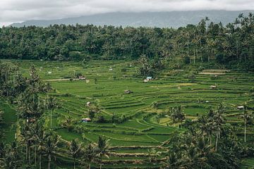 Authentische tropische Ausblicke in Bali, Indonesien von Troy Wegman