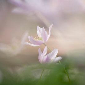 Anemone sur Barbara Brolsma