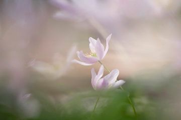 Anemone sur Barbara Brolsma