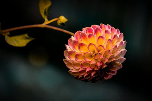 Dahlia in de herfst. Is ze niet prachtig?